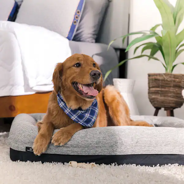 A golden retriever wearing a blue plaid bandana lies comfortably on the Performance Dog Bed in a cozy bedroom, with a plant and part of a white bed visible in the background.
