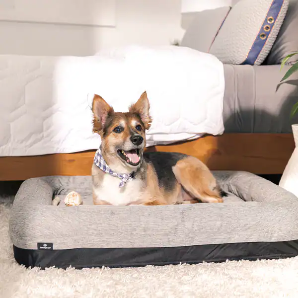 A happy dog wearing a bandana lies on the Performance Dog Bed next to a neatly made bed in a cozy bedroom with white bedding and a plush rug.